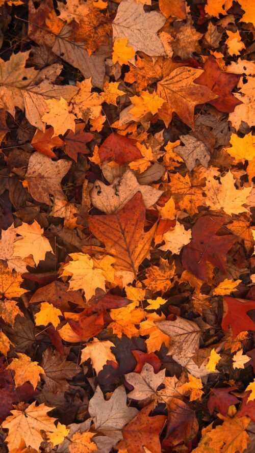 Fallen Leaves Wallpaper