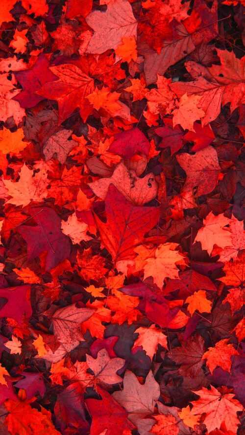 Leaves Wallpaper