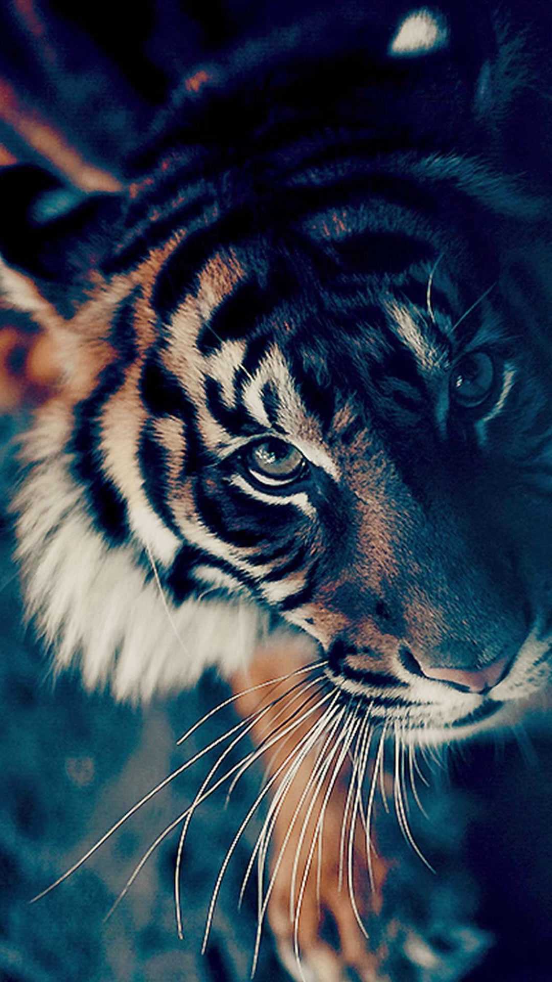 Cool Tiger Wallpaper - VoBss