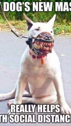 Dog With Mask Meme