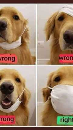 Dog With Mask Meme