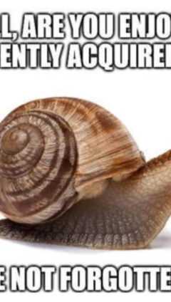 The Snail Meme