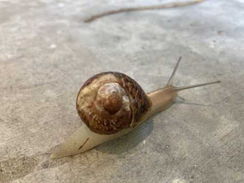 What Is The Snail Meme