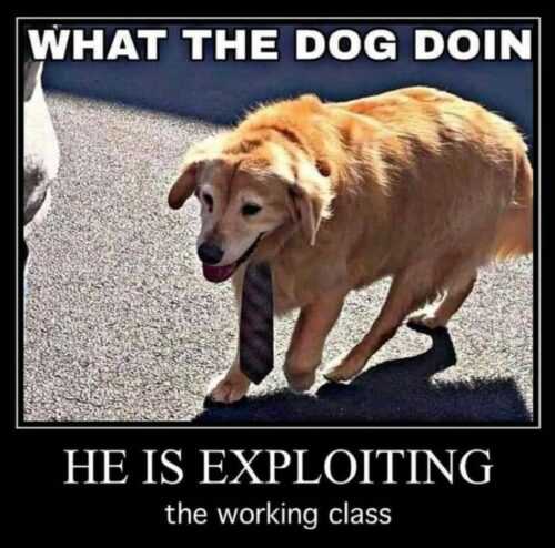 What The Dog Doin Meme