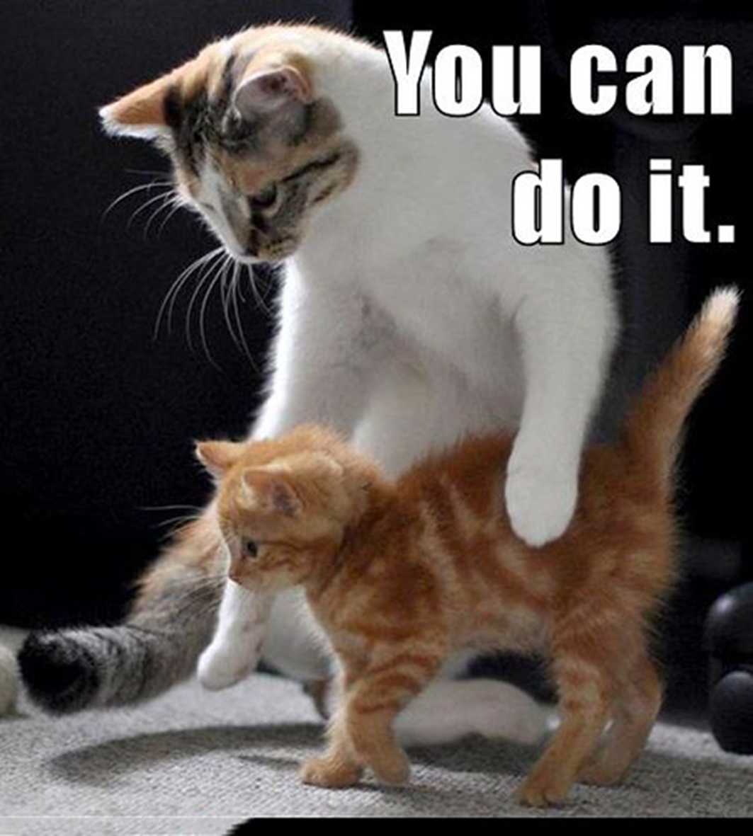 Can you do my back. You can do it кот. I can do it котенок. You can do it Cats cute. You can do it meme.