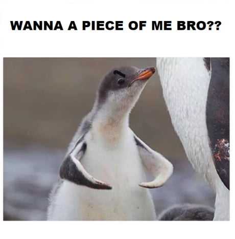 Angry Penguin Meme