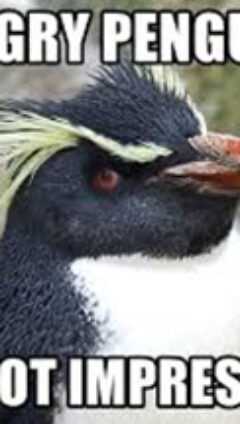 Angry Penguin Meme