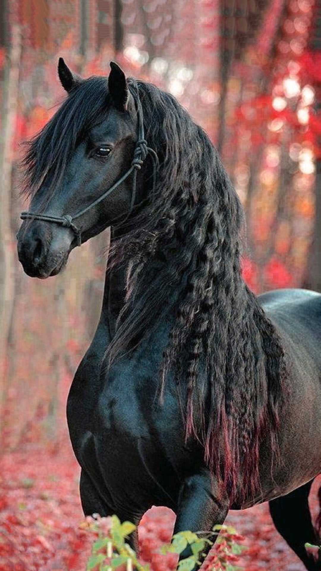 Black Horse black horse HD phone wallpaper  Peakpx
