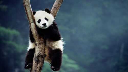 Cute Panda Desktop Wallpaper