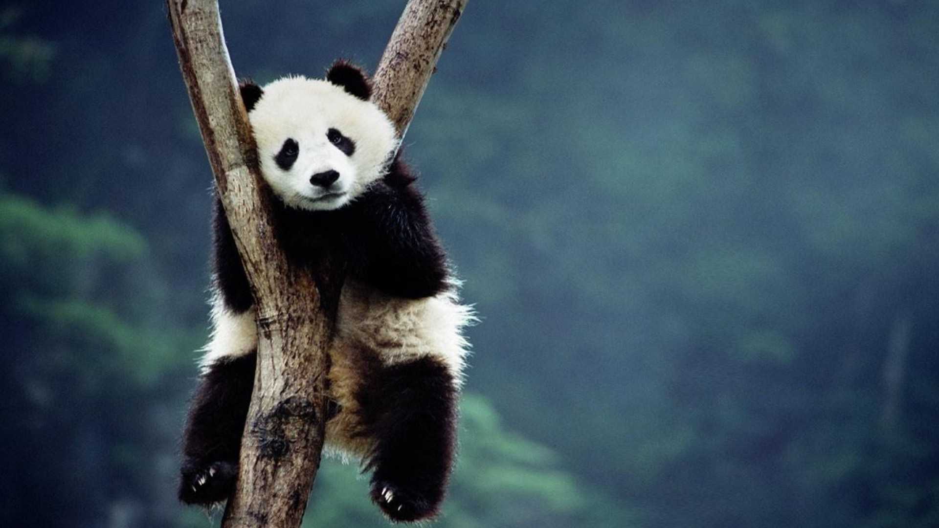 Cute Panda Desktop Wallpaper - VoBss