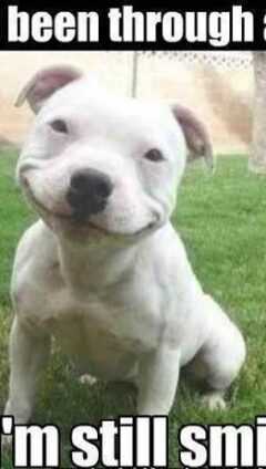 Dog Smiling Meme