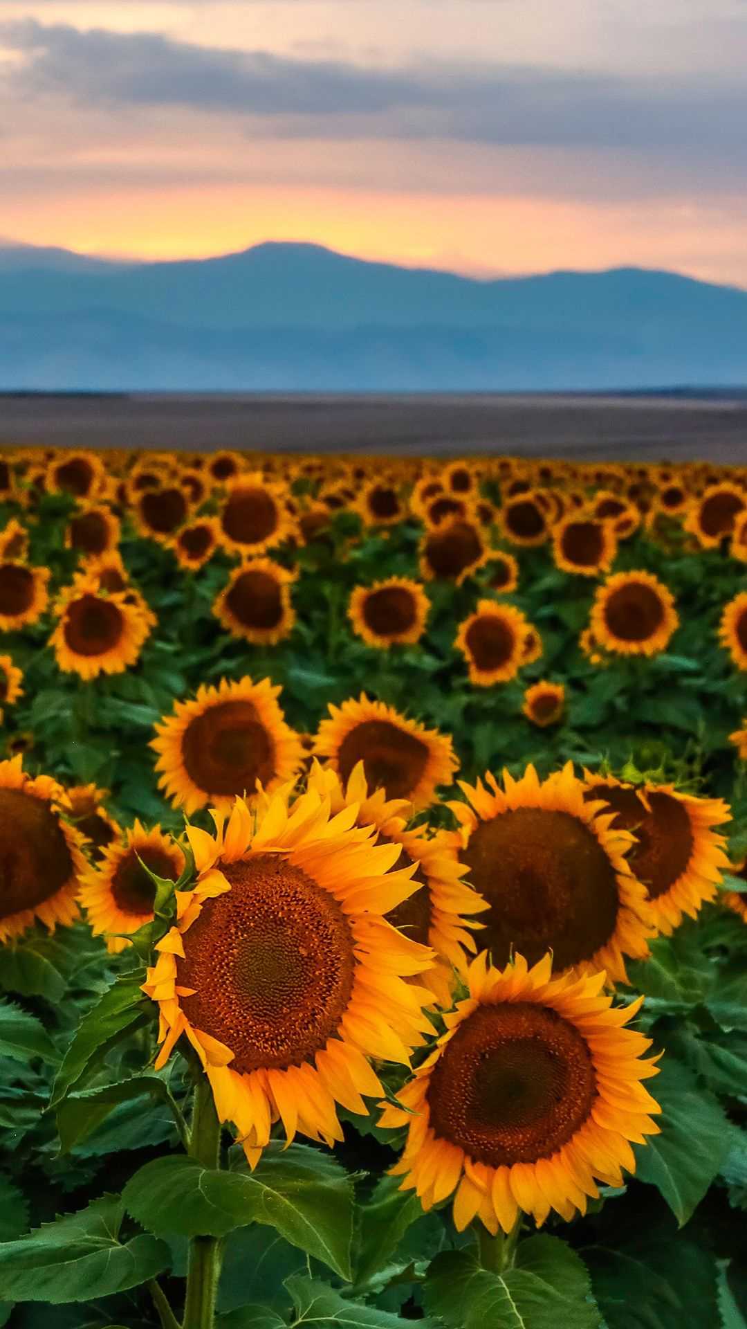 Sunflower Wallpaper - VoBss