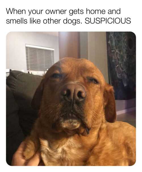 Suspicious Dog Meme - VoBss