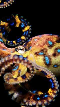 Octopus Desktop Wallpaper