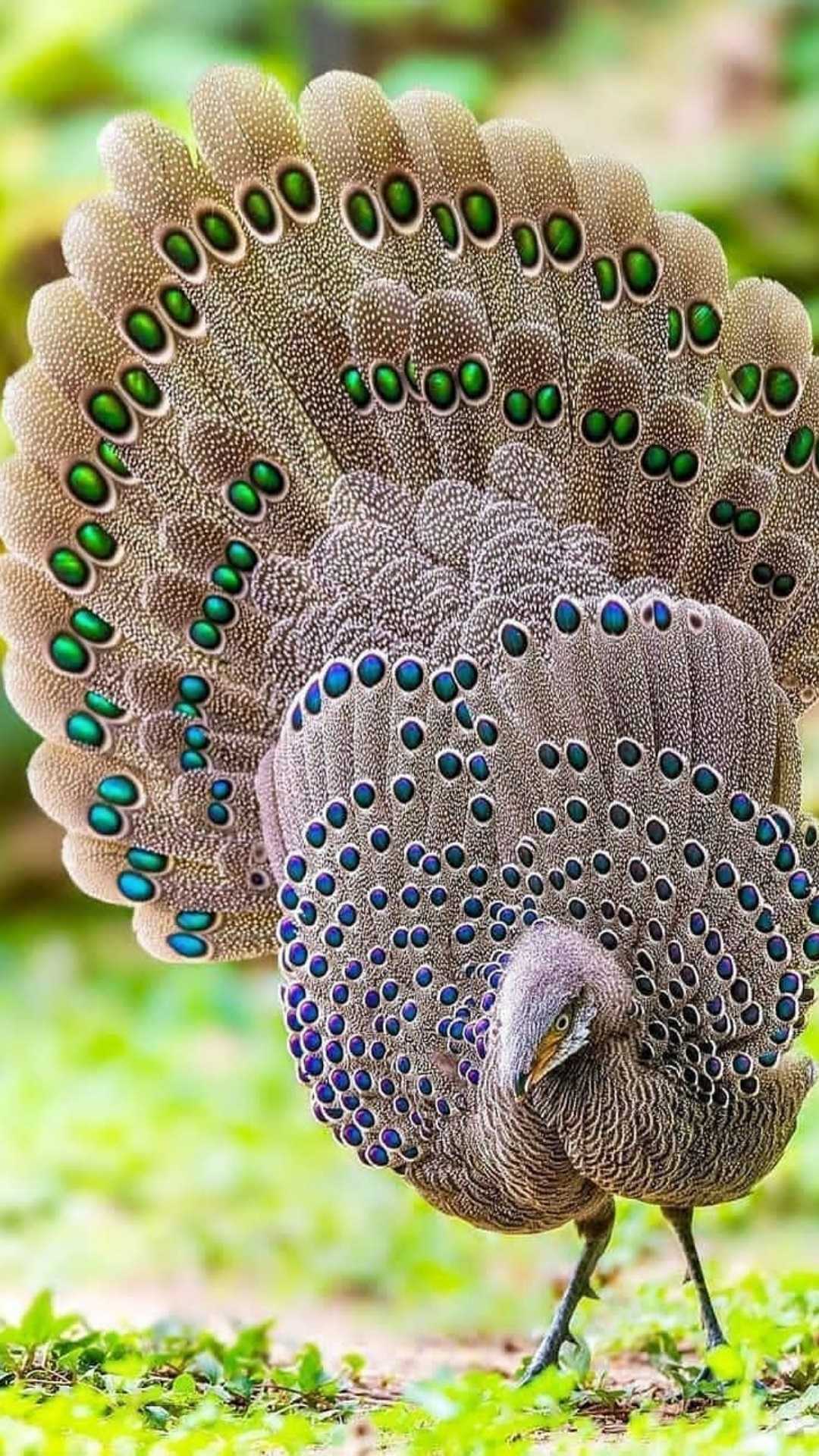 Peacock Wallpaper - VoBss