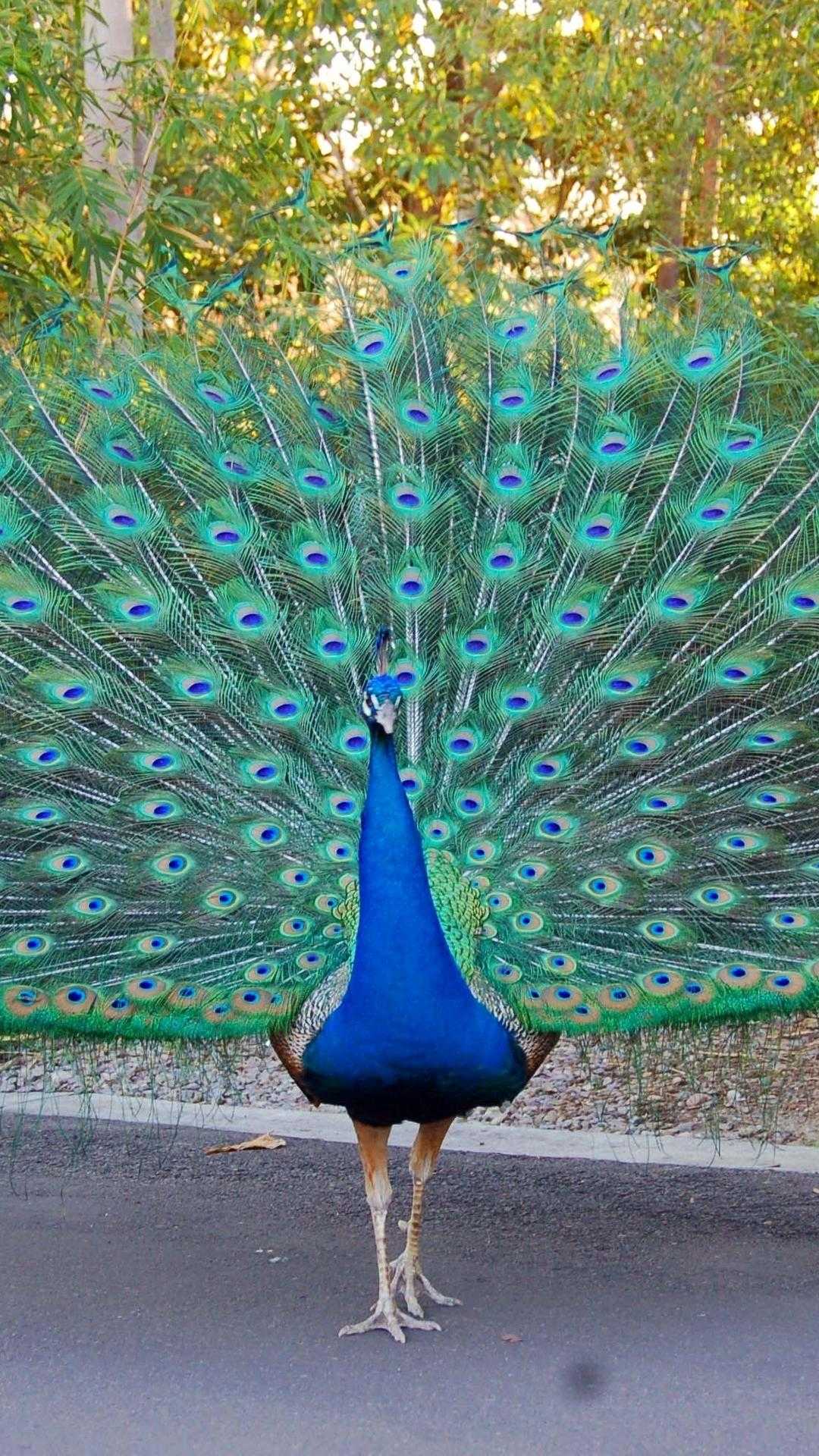 Peacock Wallpaper - VoBss