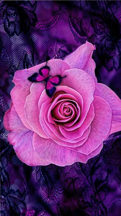 Rose Wallpaper - VoBss