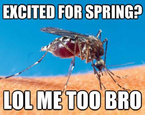 Spring Meme