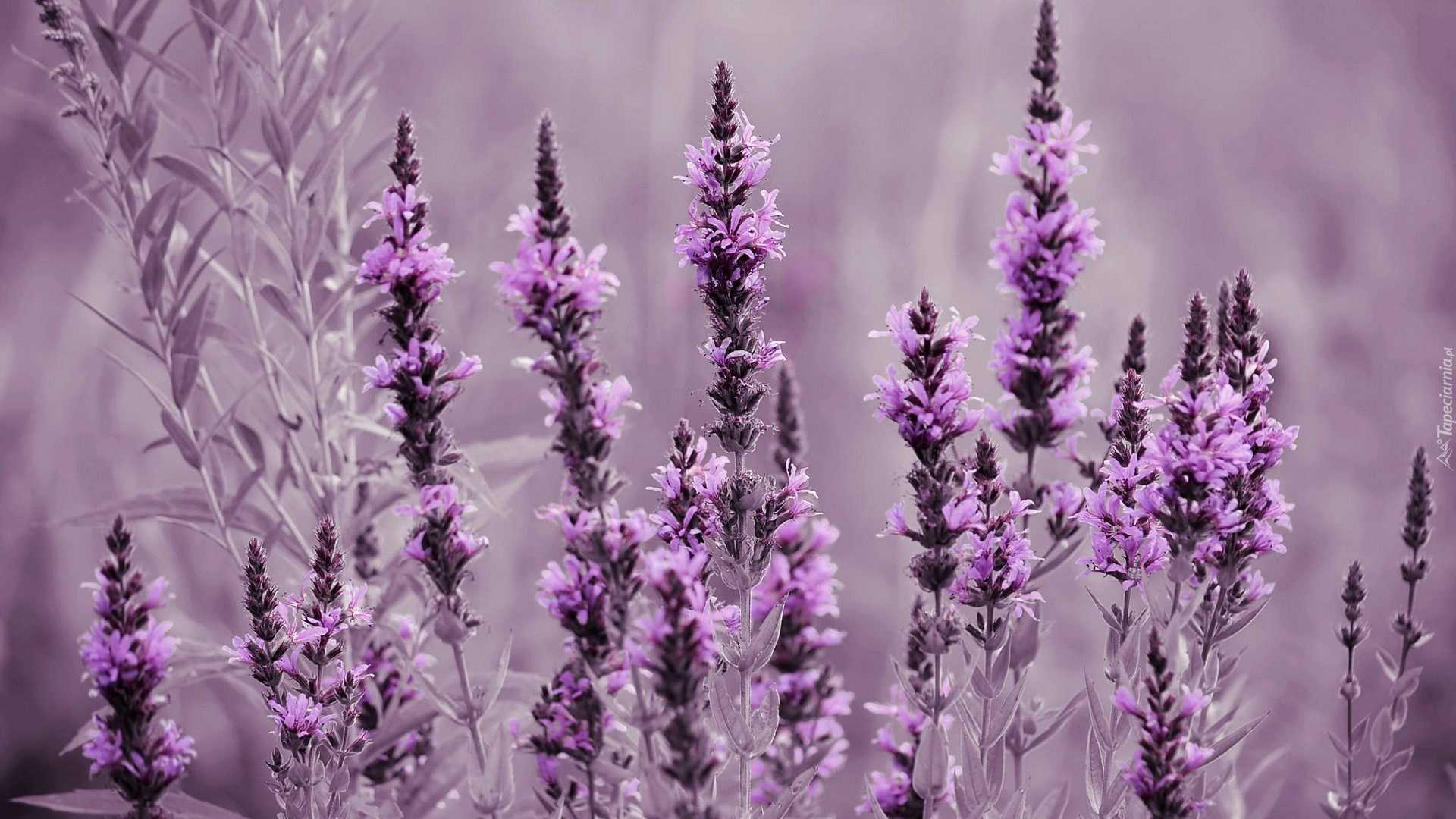 Lavender Desktop Wallpaper - VoBss