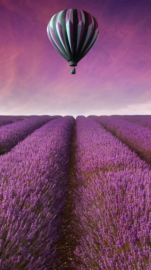 Lavender Wallpaper