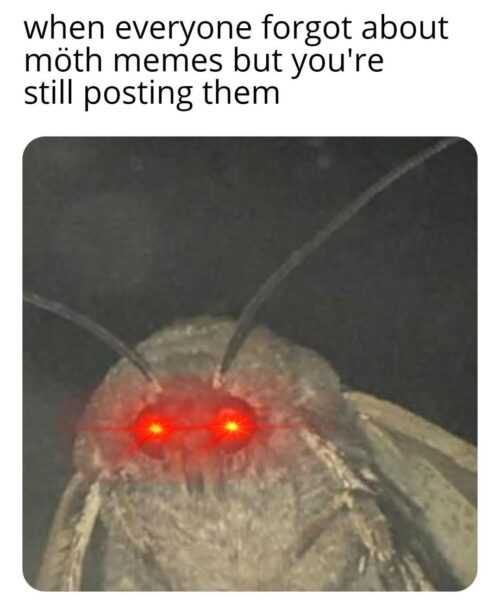 Moth Meme
