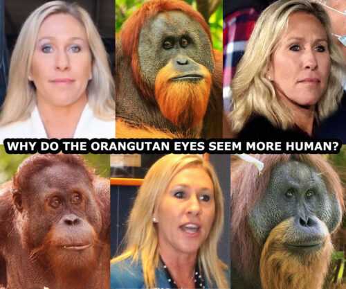 Orangutan Meme