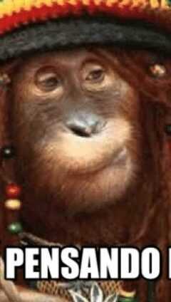 Orangutan Meme