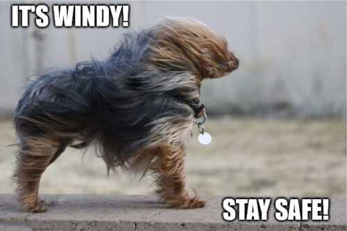 Windy Meme