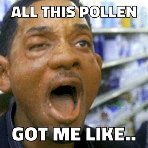 Pollen Meme