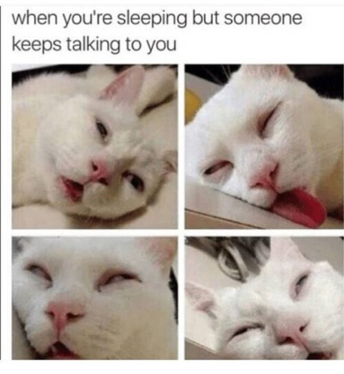 Sleepy Cat Meme
