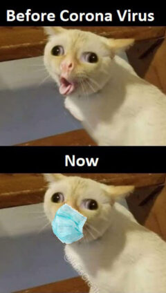 Coughing Cat Meme