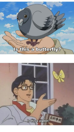 Is This A Butterfly Meme