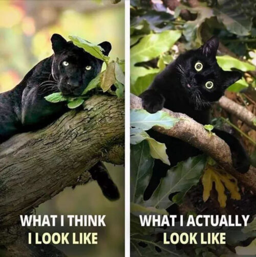 Black Cat Meme