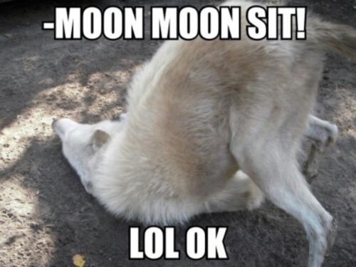 Wolf Sitting Meme